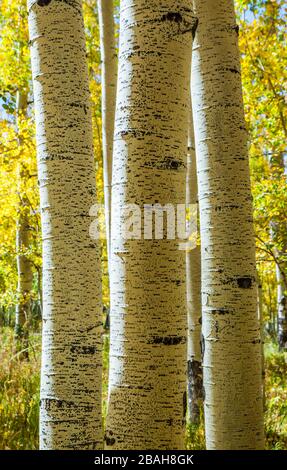 Aspen Baumstämme in den Bergen von La Sal, Utah, USA. Stockfoto