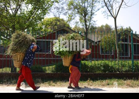 Kathmandu, Nepal. März 2020. Frauen tragen am vierten Tag einer landesweiten Sperre in Kathmandu, Nepal, am Freitag, 27. März 2020, einen Gesichtsmask, indem sie einen vollen Graskorb tragen. Die Regierung Nepals hat beschlossen, für eine Woche, die vom 24. März bis zum 31. März 2020 gültig ist, eine landesweite Sperre zu verhängen, um die Ausbreitung des Coronovirus-Ausbruchs (COVID-19) zu verhindern. (Foto von Subash Shrestha/Pacific Press) Credit: Pacific Press Agency/Alamy Live News Stockfoto