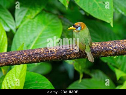 Eine rote Frau hat Barbet (Eubucco bourcierii) an einem Zweig, der Familie Capitonidas, angeführt. Fotografiert in Mindo, Ecuador, aber zwischen Costa Rica und Peru gefunden. Stockfoto