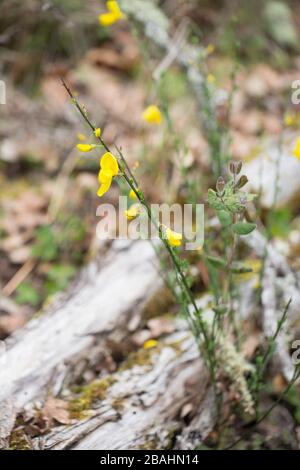 Cytisus scoparius, der gemeinsame Besen- oder Scotch-Besen, der in Eugene, Oregon, USA wächst. Stockfoto