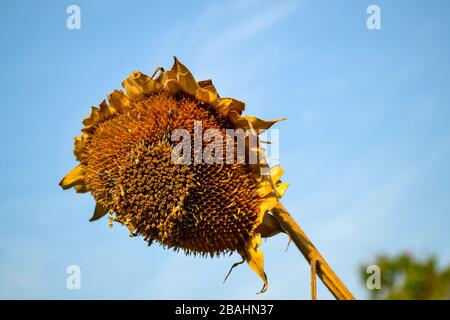 Getrocknete Sonnenblume vor blauem Himmel Stockfoto