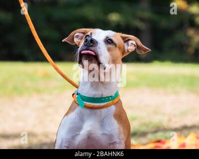 Brauner und weißer Hund in einem Tierheim Stockfoto