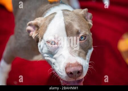 Brauner und weißer Hund in einem Tierheim Stockfoto