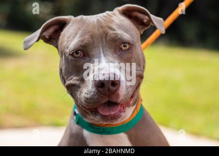 Brauner und weißer Hund in einem Tierheim Stockfoto