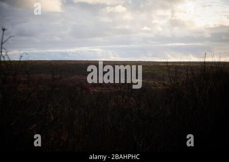 Die verwüstete Landschaft von Kangaroo Island wird Ende Februar 2020 langsam wieder lebendig. Stockfoto