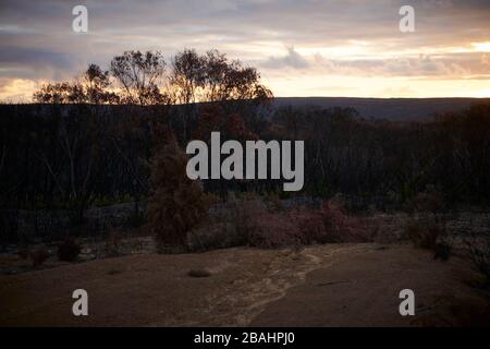 Die verwüstete Landschaft von Kangaroo Island wird Ende Februar 2020 langsam wieder lebendig. Stockfoto