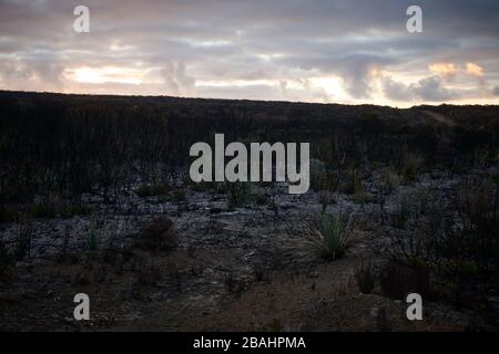 Die verwüstete Landschaft von Kangaroo Island wird Ende Februar 2020 langsam wieder lebendig. Stockfoto