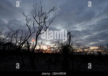 Die verwüstete Landschaft von Kangaroo Island wird Ende Februar 2020 langsam wieder lebendig. Stockfoto