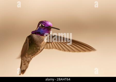 Costa Hummingbird im Flug Stockfoto