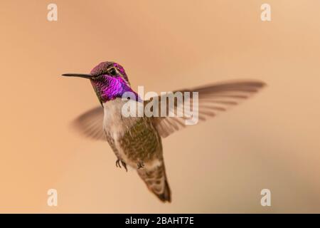 Costa Hummingbird im Flug Stockfoto