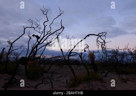 Die verwüstete Landschaft von Kangaroo Island wird Ende Februar 2020 langsam wieder lebendig. Stockfoto