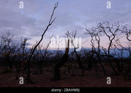 Die verwüstete Landschaft von Kangaroo Island wird Ende Februar 2020 langsam wieder lebendig. Stockfoto