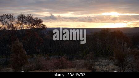 Die verwüstete Landschaft von Kangaroo Island wird Ende Februar 2020 langsam wieder lebendig. Stockfoto