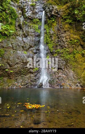 Die wunderschönen, abgeschiedenen Silver Falls, Cascade, elegant, die moosbedeckte Felswand mit Vordergrundblatt, die die Wasserlochoberfläche schwimmt, hinab. Stockfoto