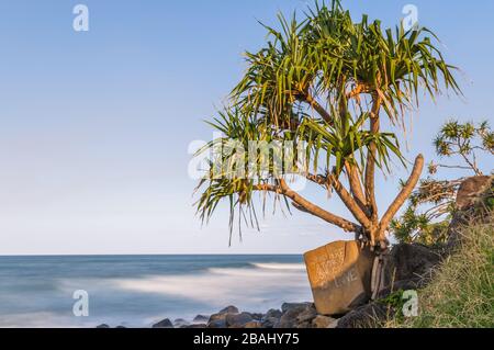 Ein Blick über den Pazifischen Ozean von Burleigh Heads zeigt auf eine einsame Pandanus-Palme und einen großen Felsen mit romantischem Text. Stockfoto