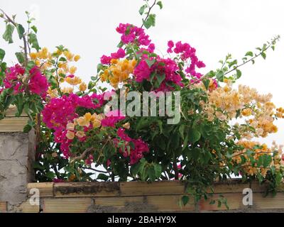 Bougainvillea Blumen wachsen über Gartenmauer im andalusischen Dorf Stockfoto