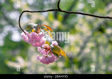 Pink Kirschblüte in der Nähe des Zweiges. Zart japanische Sakura-Saison. Wunderbarer Naturhintergrund Stockfoto