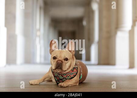 Alarmieren Sie die französische Bulldogge, die sich im Campus-Flur an der Stanford University in Kalifornien befindet Stockfoto