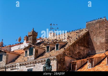 Tauben auf den roten Fliesen in Dubrovnik. Kroatien Stockfoto