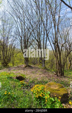 Weg durch den Wald an einem sonnigen Tag im Frühling. Grüne Bäume. Gelbe Kräuter an der Straße Stockfoto