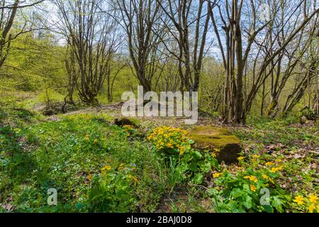 Weg durch den Wald an einem sonnigen Tag im Frühling. Grüne Bäume. Gelbe Kräuter an der Straße Stockfoto