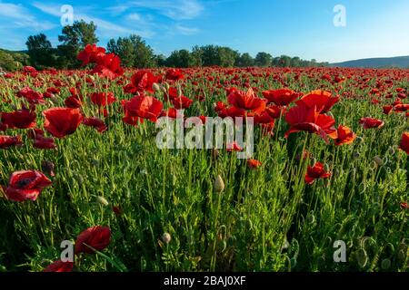 Rotes Mohnfeld bei Sonnenuntergang. Wolken am blauen Himmel. Sonniges Wetter Stockfoto