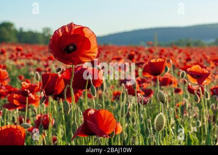 Rotes Mohnfeld bei Sonnenuntergang. Wolken am blauen Himmel. Sonniges Wetter Stockfoto