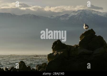 Rot-abgerechnete Möwe, die auf einem Felsen mit Blick auf die schneebedeckten Kaikoura-Gebirgsketten sitzt. Stockfoto