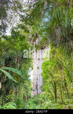 Tane Mahuta, auch Lord oder God of the Forest genannt, ist ein riesiger Kauribaum (Agathis australis) im Waipoua Forest der Northland Region, Neuseeland. Stockfoto