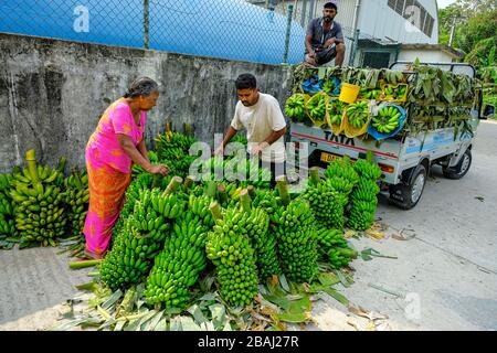 Negombo, Sri Lanka - März 2020: Ein Mann, der Bananen auf dem Fischmarkt in Negombo am 6. März 2020 in Negombo, Sri Lanka verkauft. Stockfoto