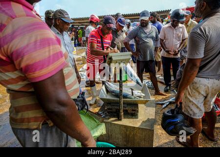 Negombo, Sri Lanka - März 2020: Ein Mann, der Fisch auf dem Fischmarkt in Negombo am 6. März 2020 in Negombo, Sri Lanka verkauft. Stockfoto