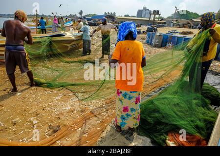 Negombo, Sri Lanka - März 2020: Fischer holen nach einer nächtlichen Angelmöglichkeit am 6. März 2020 in Negombo, Sri Lanka, Fisch aus ihren Fischernetzen. Stockfoto