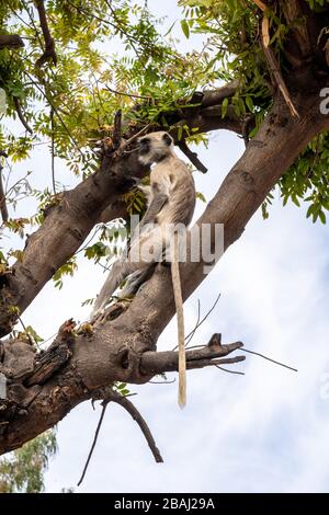 Der graue Langurs (auch Hanuman-Langur)-Affe entspannt sich in einem Baum in Udaipur, Indien Stockfoto