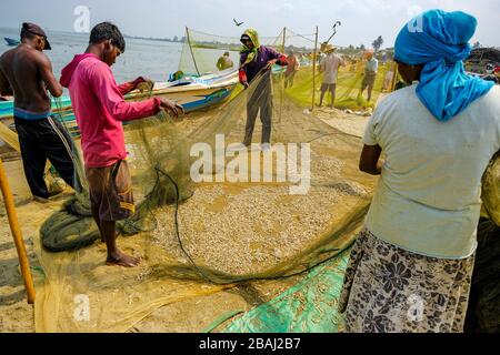 Negombo, Sri Lanka - März 2020: Fischer holen nach einer nächtlichen Angelmöglichkeit am 6. März 2020 in Negombo, Sri Lanka, Fisch aus ihren Fischernetzen. Stockfoto