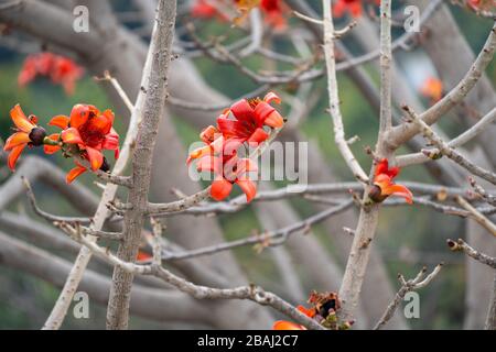 Zweig eines blühenden und blühenden Bombax Ceiba Baums oder einer roten Seidenbaumblume Stockfoto