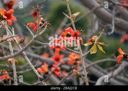 Zweig eines blühenden und blühenden Bombax Ceiba Baums oder einer roten Seidenbaumblume Stockfoto