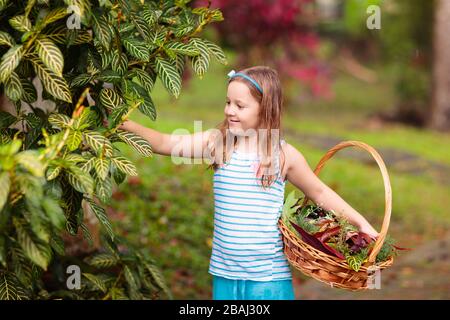 Kind Kommissionierung bunte Blätter im Herbst in Korb. Kid spielen mit Baum Blatt outdoor. Kinder spielen im warmen Herbst regen. Herbst und Laub Spaß für Kinder. Stockfoto