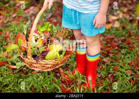 Kind Kommissionierung bunte Blätter im Herbst in Korb. Kid spielen mit Baum Blatt outdoor. Kinder spielen im warmen Herbst regen. Herbst und Laub Spaß für Kinder. Stockfoto