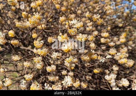 Oriental Paperbush (Edgeworthia chrysantha), Koganei Park, Koganei City, Tokio, Japan Stockfoto