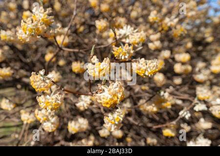 Oriental Paperbush (Edgeworthia chrysantha), Koganei Park, Koganei City, Tokio, Japan Stockfoto