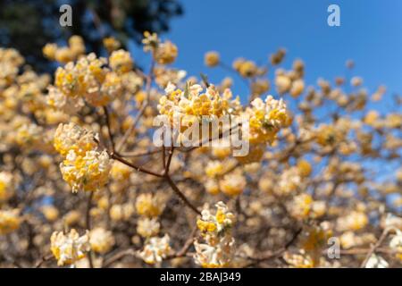 Oriental Paperbush (Edgeworthia chrysantha), Koganei Park, Koganei City, Tokio, Japan Stockfoto