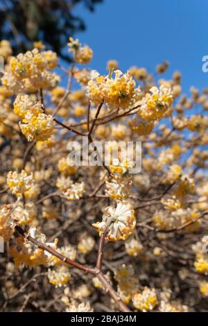 Oriental Paperbush (Edgeworthia chrysantha), Koganei Park, Koganei City, Tokio, Japan Stockfoto