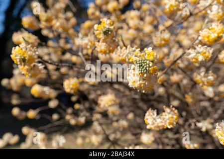 Oriental Paperbush (Edgeworthia chrysantha), Koganei Park, Koganei City, Tokio, Japan Stockfoto