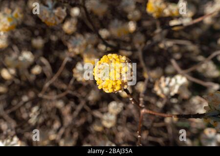 Oriental Paperbush (Edgeworthia chrysantha), Koganei Park, Koganei City, Tokio, Japan Stockfoto