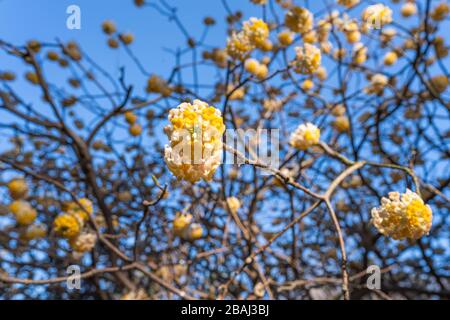 Oriental Paperbush (Edgeworthia chrysantha), Koganei Park, Koganei City, Tokio, Japan Stockfoto