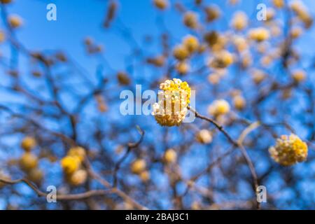 Oriental Paperbush (Edgeworthia chrysantha), Koganei Park, Koganei City, Tokio, Japan Stockfoto