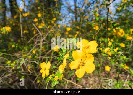 Japanischer marigalter Busch (Kerria japonica), Koganei Park, Koganei City, Tokio, Japan Stockfoto