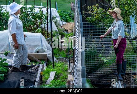 Zwei tasmanische Nachbarn praktizieren soziale Distanzierung und unterhalten sich über ihren Gartenzaun Stockfoto