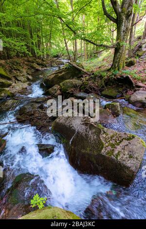 Wasserbach im Buchenwald, schöne Naturlandschaft im Frühling, Bäume in frischen grünen Laub, mosige Felsen und Felsbrocken am Ufer. Warm sonnig Stockfoto