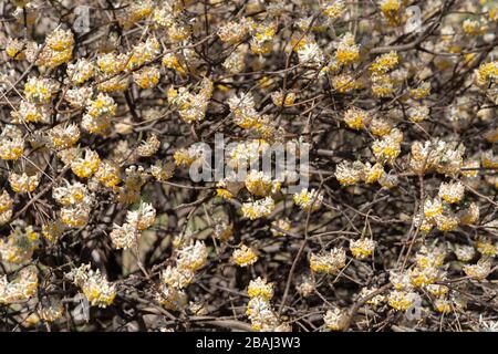 Oriental Paperbush (Edgeworthia chrysantha), Koganei Park, Koganei City, Tokio, Japan Stockfoto